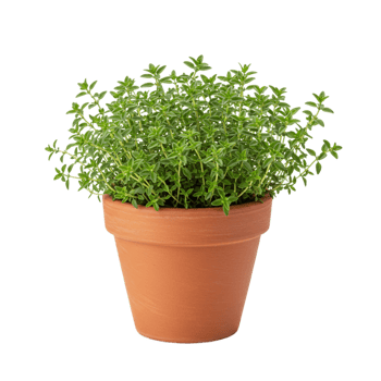Growing thyme pot home garden plant care guide indoor environment close-up view aromatic herb benefits png
