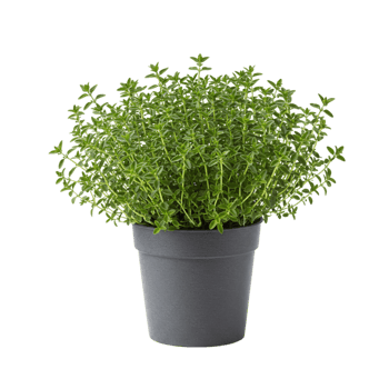Growing fresh thyme a guide to indoor herb gardening home plant care bright environment close-up sustainability png