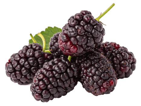 A cluster of dark purple mulberries with a glossy, matte surface and a fresh, sweet appearance. png