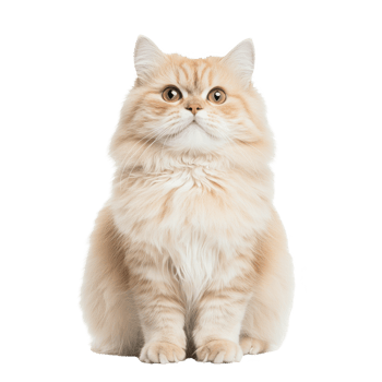 A fluffy, orange cat with big eyes posing elegantly in a studio setting. png