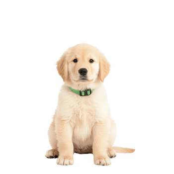 A cute golden retriever puppy sitting and looking curiously at the camera. png