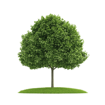 A lush green tree standing proudly on a grassy patch, symbolizing life and nature. png