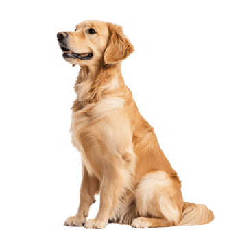 A golden retriever sitting elegantly, showcasing its friendly and loyal nature. png