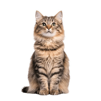 A fluffy, attentive cat with beautiful fur and bright eyes, sitting gracefully. png