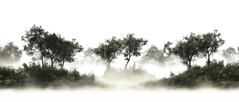 Misty Forest Landscape With Tall Trees png