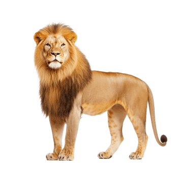 A majestic lion standing proudly, showcasing its powerful presence and striking mane. png
