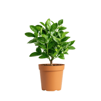 A vibrant green potted plant adds freshness to any indoor space. png