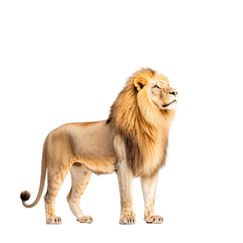 Majestic lion standing proudly, showcasing its powerful presence in the wild. png