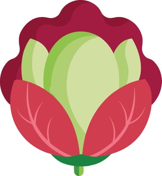 Healthy Green Radicchio Vegetable Illustration vector