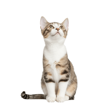 A curious tabby cat sitting upright, looking upwards, against a white isolate background. png