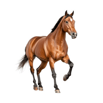A stunning brown horse in motion, showcasing strength and grace against a white isolated background. png
