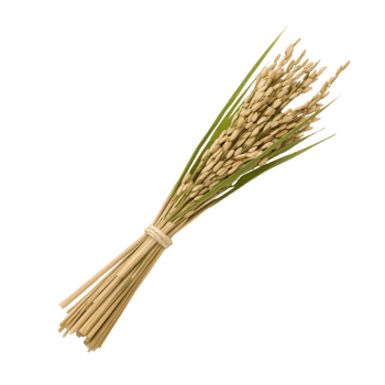 A beautiful bouquet of dried grass bundled with a natural tie against a clean white background. png