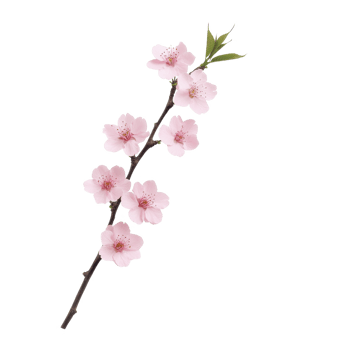 A delicate pink cherry blossom branch on a white isolated background. png