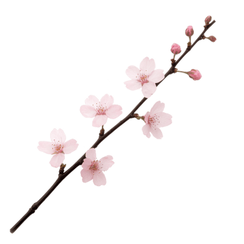 A delicate cherry blossom branch with pink flowers on a white isolated background. png