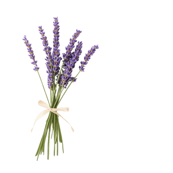 A beautiful bouquet of lavender tied with a ribbon, perfect for home decor or floral arrangements. png