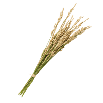 A bundle of dried wheat stalks on a white isolated background, showcasing natural texture and earthy tones. png