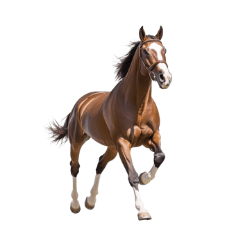A majestic horse running gracefully, showcasing its strength and elegance against a white isolated background. png