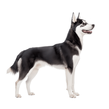A majestic Siberian husky standing proudly against a white isolated background. png
