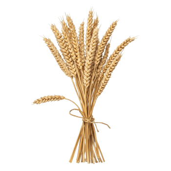 A dried bouquet of wheat ears tied together with natural twine, isolated on a white background. png