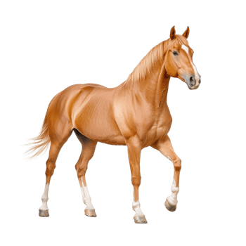 A majestic horse with a shiny golden coat walking gracefully against a white background. png