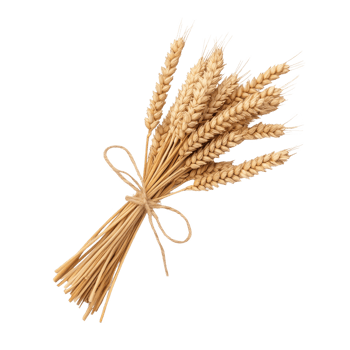 A beautiful bouquet of wheat stalks tied with a string, perfect for rustic decor or agricultural themes. png