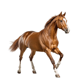 A beautiful chestnut horse running gracefully in a field. png