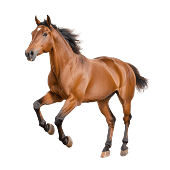 A majestic brown horse galloping energetically against a white isolated background. png
