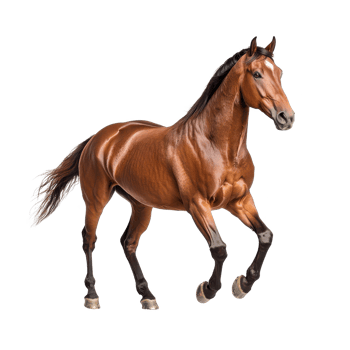 A majestic brown horse in mid-stride against a white background, showcasing strength and grace. png
