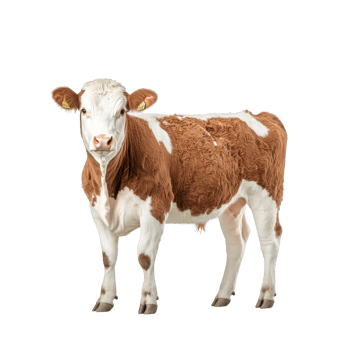 A brown and white calf standing gracefully on a white isolated background. png