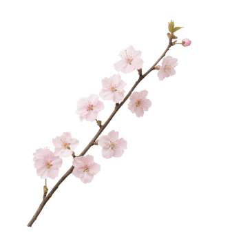 Delicate cherry blossom branch with soft pink flowers on a white isolated background. png