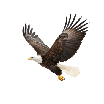 Majestic eagle soaring through the sky with outstretched wings, isolated on a white background. png