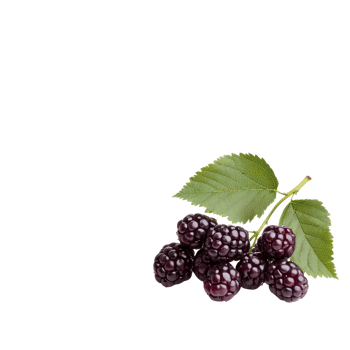 Fresh blackberries with green leaves, isolated on a white background. png