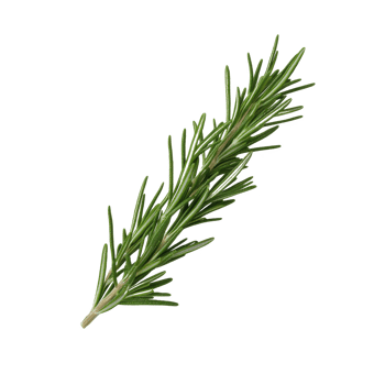 Fresh rosemary sprig, vibrant green, isolated on white background, perfect for culinary and aesthetic use. png