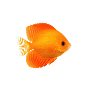 Vibrant orange goldfish gracefully swimming against a white isolated background. png