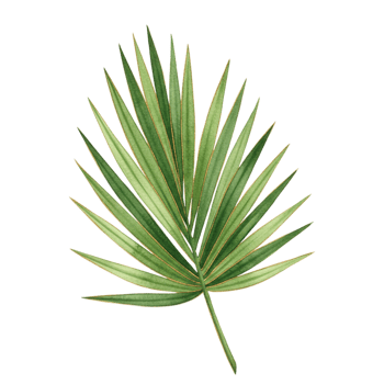 Vibrant palm leaf tropical paradise botanical art eco-friendly close-up nature's beauty png