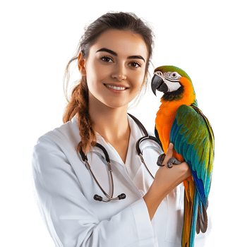 PNG Young Female Veterinarian Holding a Colorful Parrot Against Transparent Background for Animal Care Branding, Veterinary Promotions, or Pet-Themed Designs