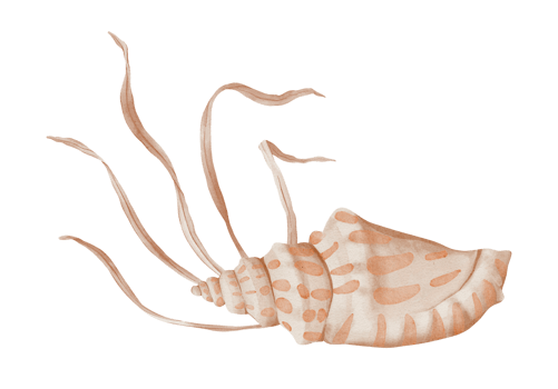 Watercolor composition of Seashell and Seaweed. hand drawn illustration of coral Sea Shell and brown Algae on isolated background. Undersea element for design in marine vintage style. png
