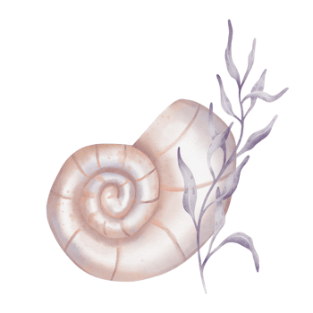 Watercolor composition of Seashell and Seaweed. hand drawn illustration of Sea Shell and violet Algae on isolated background. Undersea element for design in marine vintage style. png