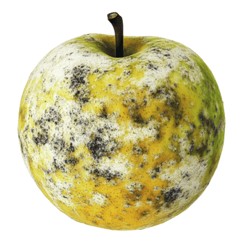 Moldy Apple Isolated Against White Background - 8K High Detail png