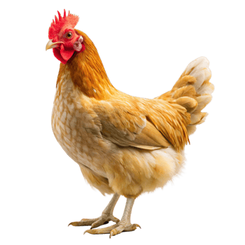 3d chicken is isolated on transparent background png