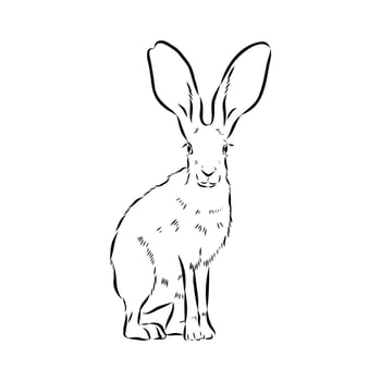 a drawing of a rabbit sitting down vector