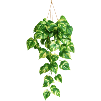 Lush Green English Ivy Hedera Helix Hanging Plant Cutout for Seamless Integration into Digital Designs png