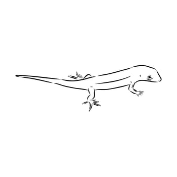 Asian long-tailed lizard Mabuya vector