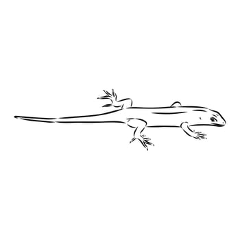 Long-tailed lizard Mabuya handmade sketch vector