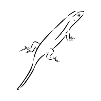 Mabuya lizard black and white drawing vector