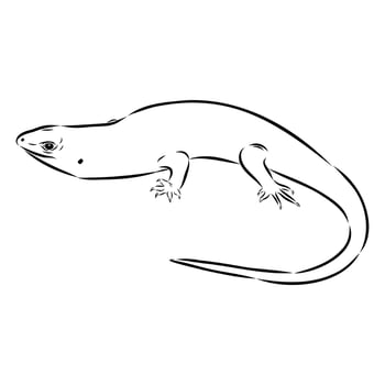 Asian lizard Mabuya handmade drawing vector