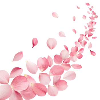 Falling Pink Rose Petals png