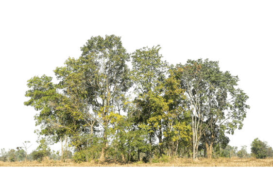 Trees on transparent background. Forest and foliage in summer for both printing and web pages, high resolution png