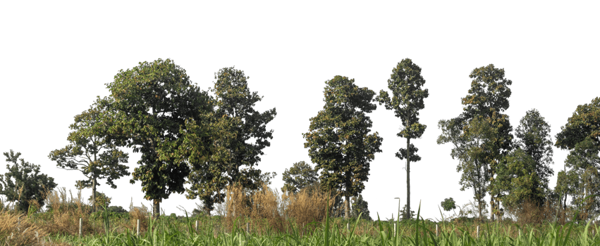 Trees isolated on transparent background. are Forest and foliage in summer for both printing and web pages with cut path and alpha channel. png