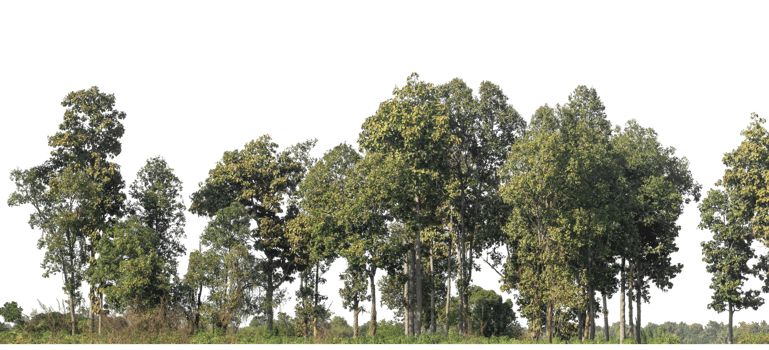Trees isolated on transparent background. are Forest and foliage in summer for both printing and web pages with cut path and alpha channel png